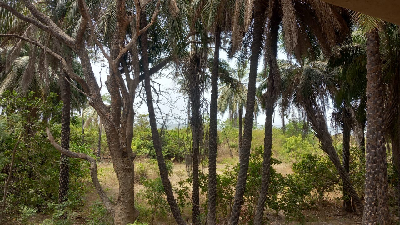 15 HECTARE RIVER PLOT FOR SALE THE GAMBIA GAMREALTY
